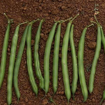 Terra Nova Bean - Contender