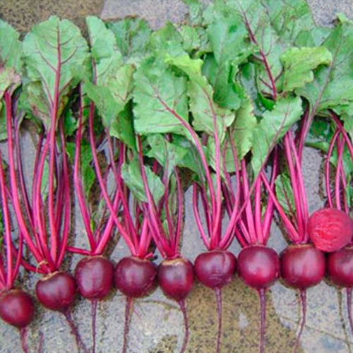 Terra Nova Beetroot - Libero