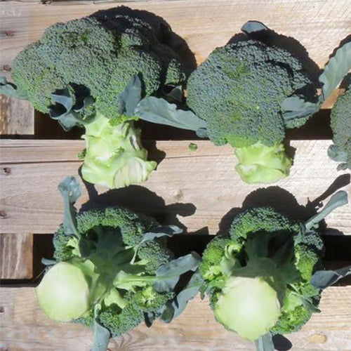Broccoli - Blue Finn