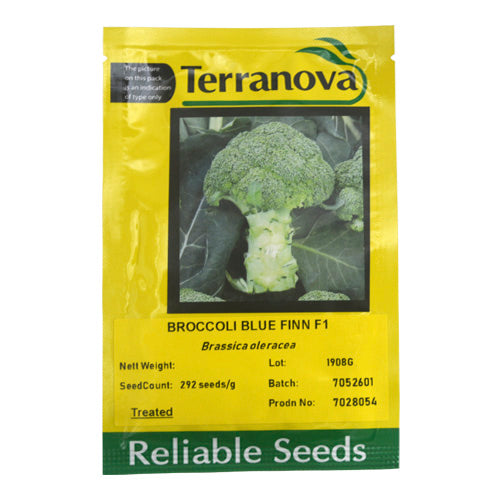 Terra Nova Broccoli - Blue Finn