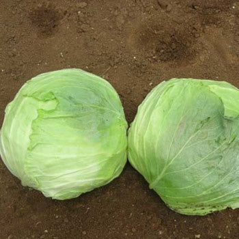 Cabbage - KK Cross Hybrid