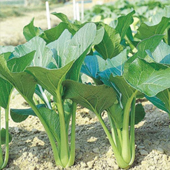 Terra Nova Choi Sum - Show Jean Hybrid
