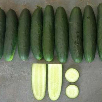Terra Nova Cucumber - Genuine Hybrid