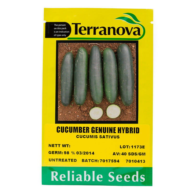 Terra Nova Cucumber - Genuine Hybrid