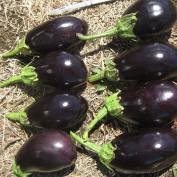 Terra Nova Eggplant - Black King Hybrid