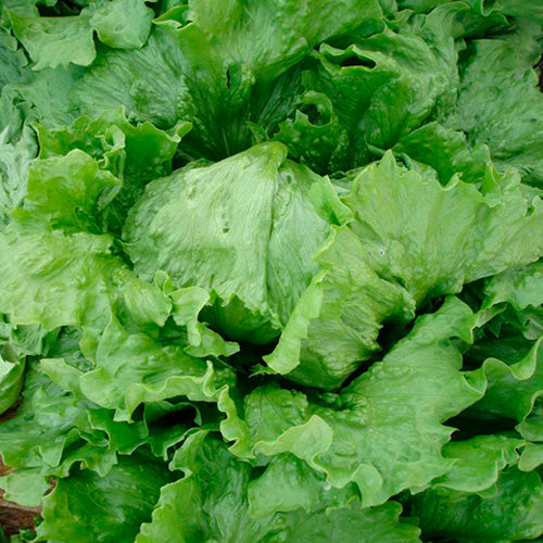 Lettuce - Monterey