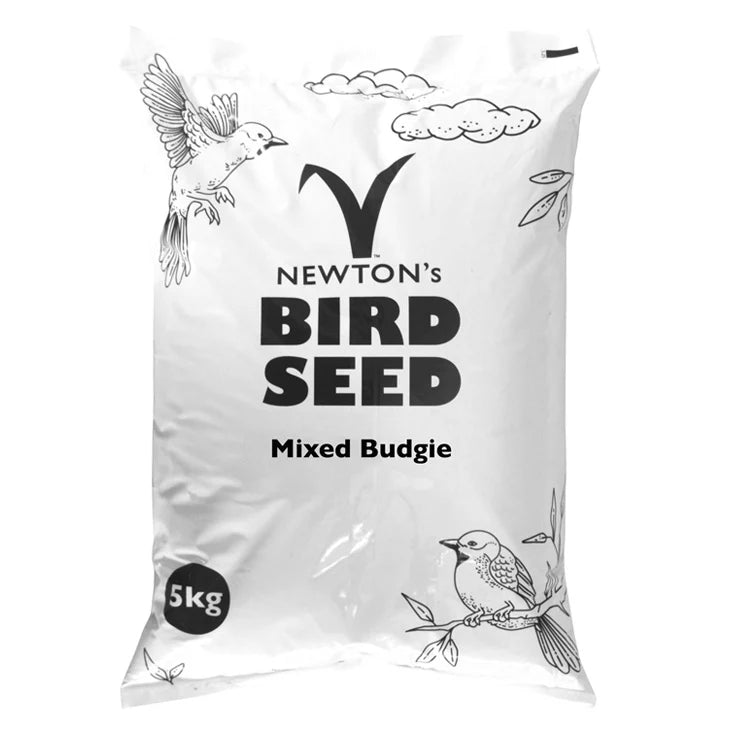 Mixed Budgie