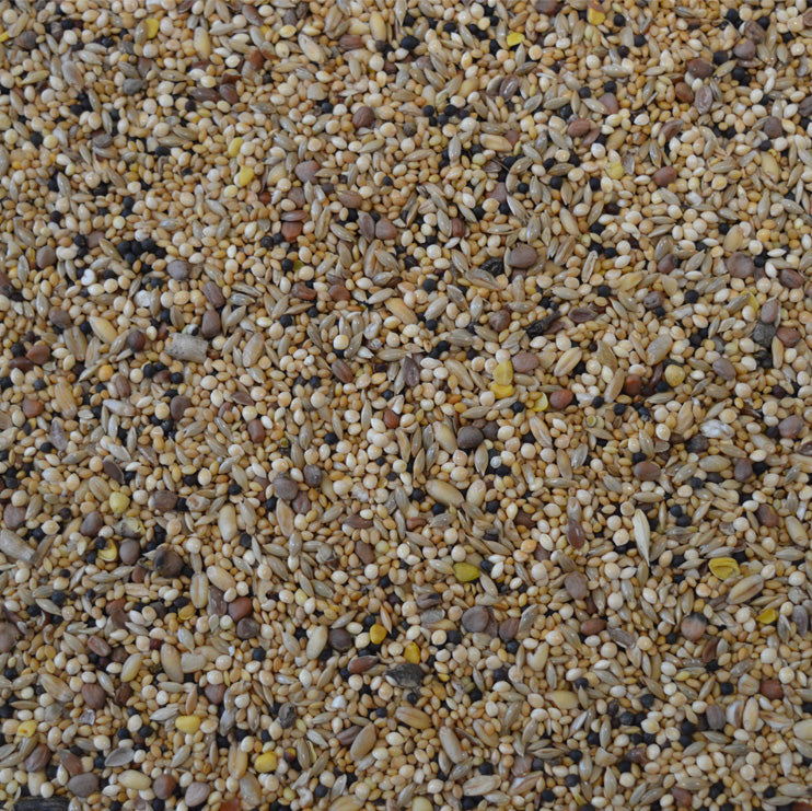Mixed Budgie