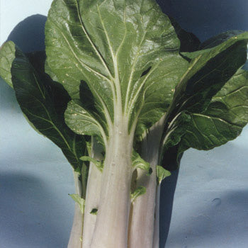 Cabbage Pak Choi White Stem Hybrid