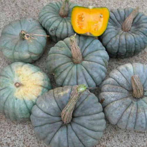 Pumpkin - Queensland Blue