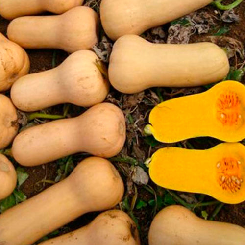 Terra Nova Pumpkin butternut - Waltham