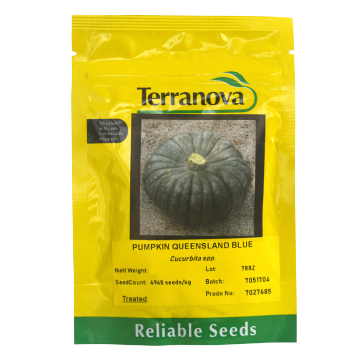 Terra Nova Pumpkin - Queensland Blue