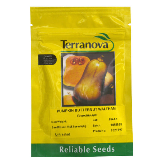Pumpkin butternut - Waltham