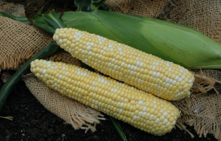 Terranova Sweetcorn Buffalo - Hybrid