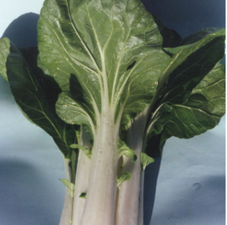 Terranova Pak Choy White Stem SDS F1