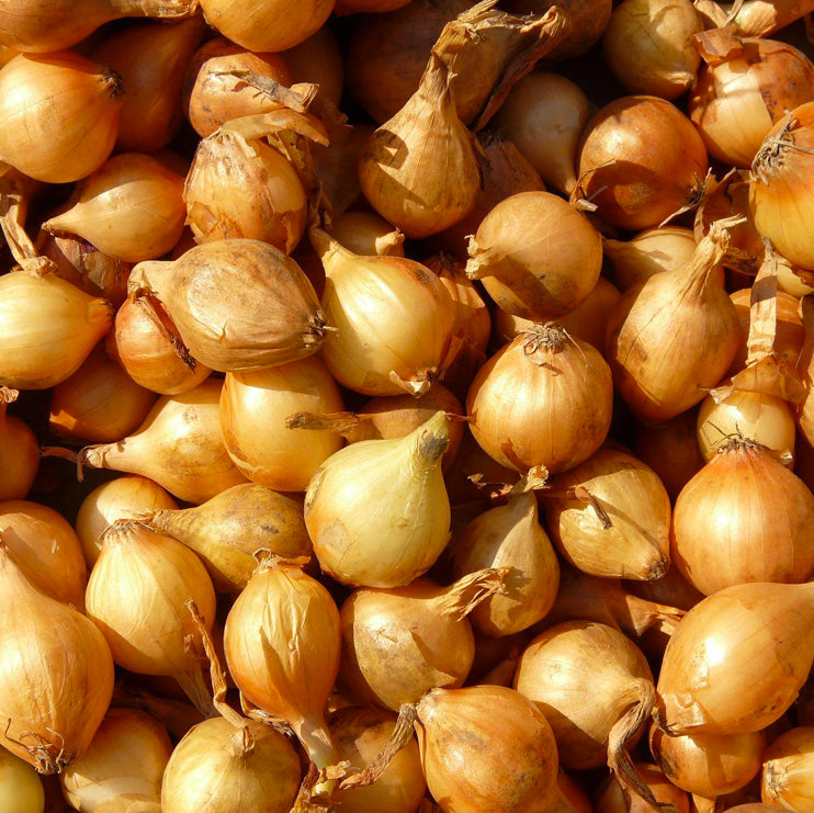 Shallots