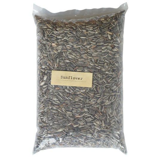 New Zealand Sunflower - growing