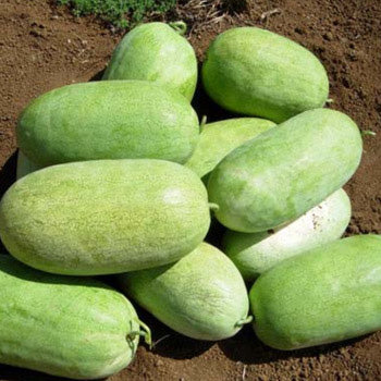 Watermelon - Charleston Grey