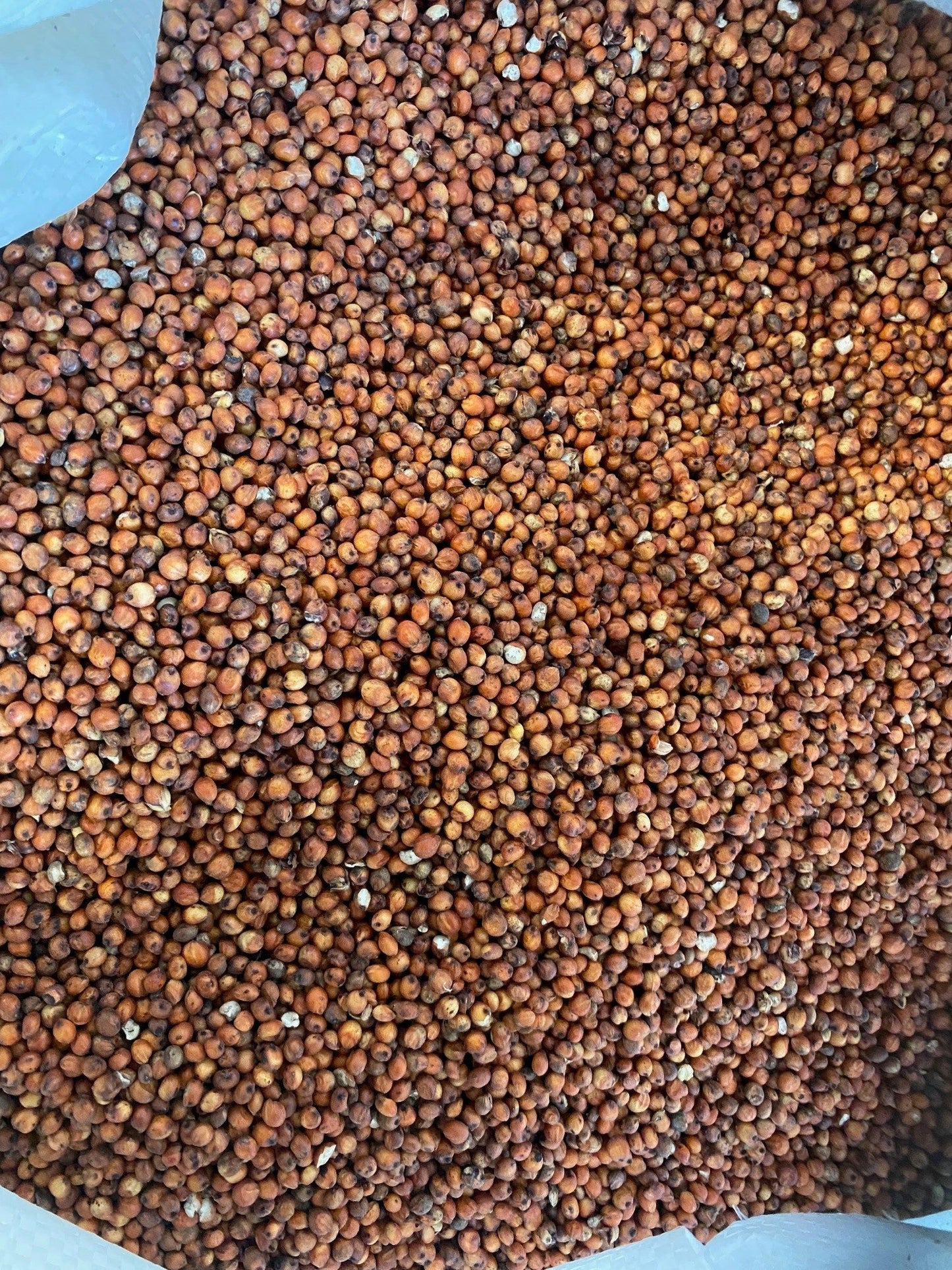 Red Sorghum