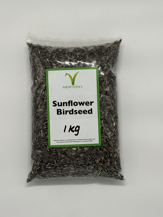 New Zealand Sunflower - growing