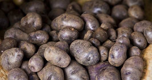 NEWS & TIPS FOR JUNE 2024