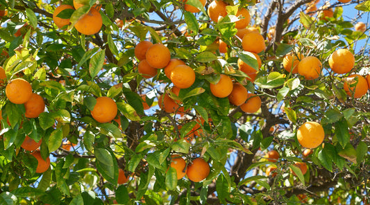 NEWS & TIPS FOR JUNE 2021