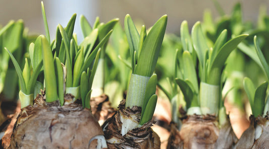 NEWS & TIPS FOR MAY 2021