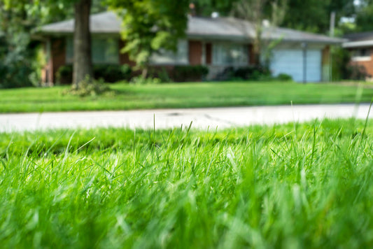 Closeup shallow focus green grass lawn in sunshine, healthy lawn, suburban ranch house in background.