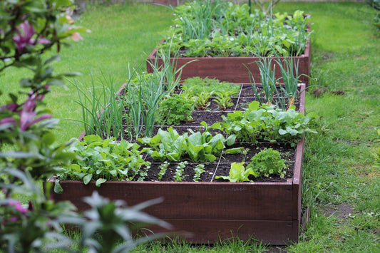 Raised vegetable beds. Vegetables grown in your own garden.