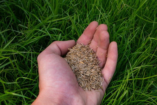Hand with lawn grass seed in front of a young lawn. A handful of grass seed lying on a new lawn.