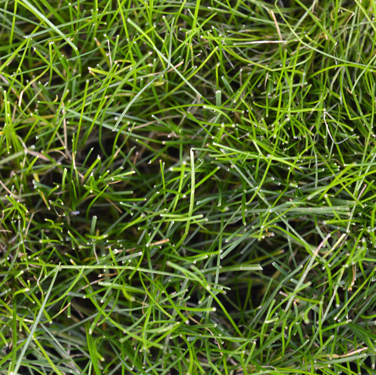 Fine Fescue Grass Seed