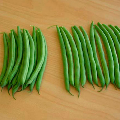 Terra Nova Bean - Labrador