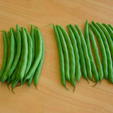 Terra Nova Bean - Labrador