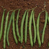 Terra Nova Bean - Contender