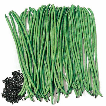 Terra Nova Beans - Snake