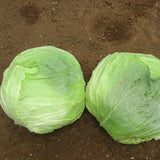 Terra Nova Cabbage - KK Cross Hybrid