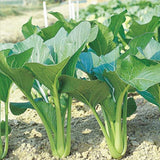 Choi Sum - Show Jean Hybrid