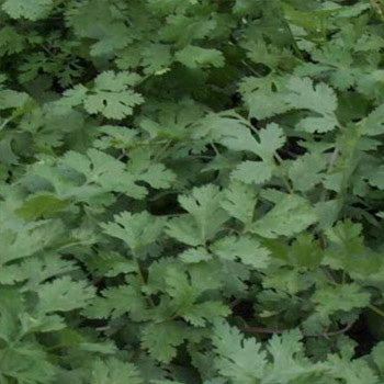 Terra Nova Coriander