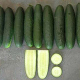 Terra Nova Cucumber - Genuine Hybrid