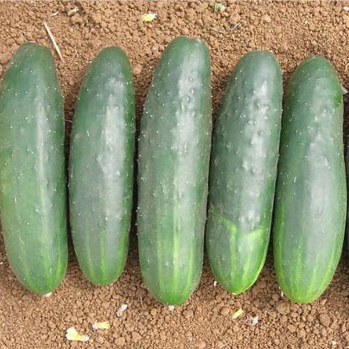 Terra Nova Cucumber - Moneymaker