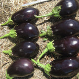 Terra Nova Eggplant - Black King Hybrid