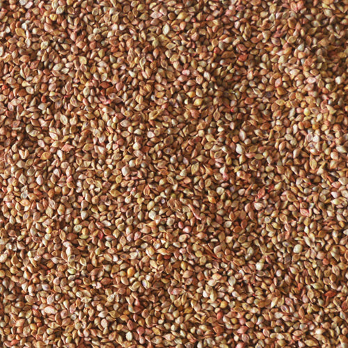 Japanese Millet