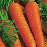 Carrot Berlicum organic