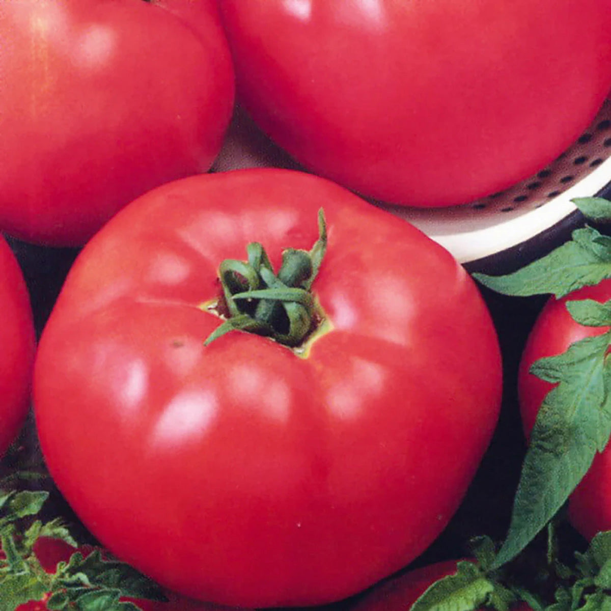 Tomato Organic Beefsteak – Newton Seed (a division of Village Green Seed)