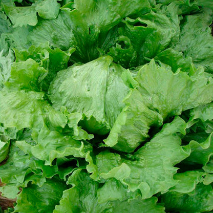 Lettuce - Monterey