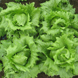 Terra Nova Lettuce - Tropical
