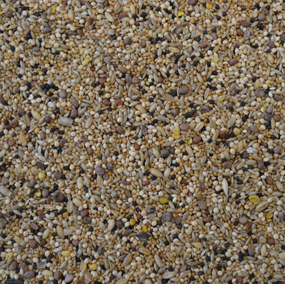 Mixed Budgie