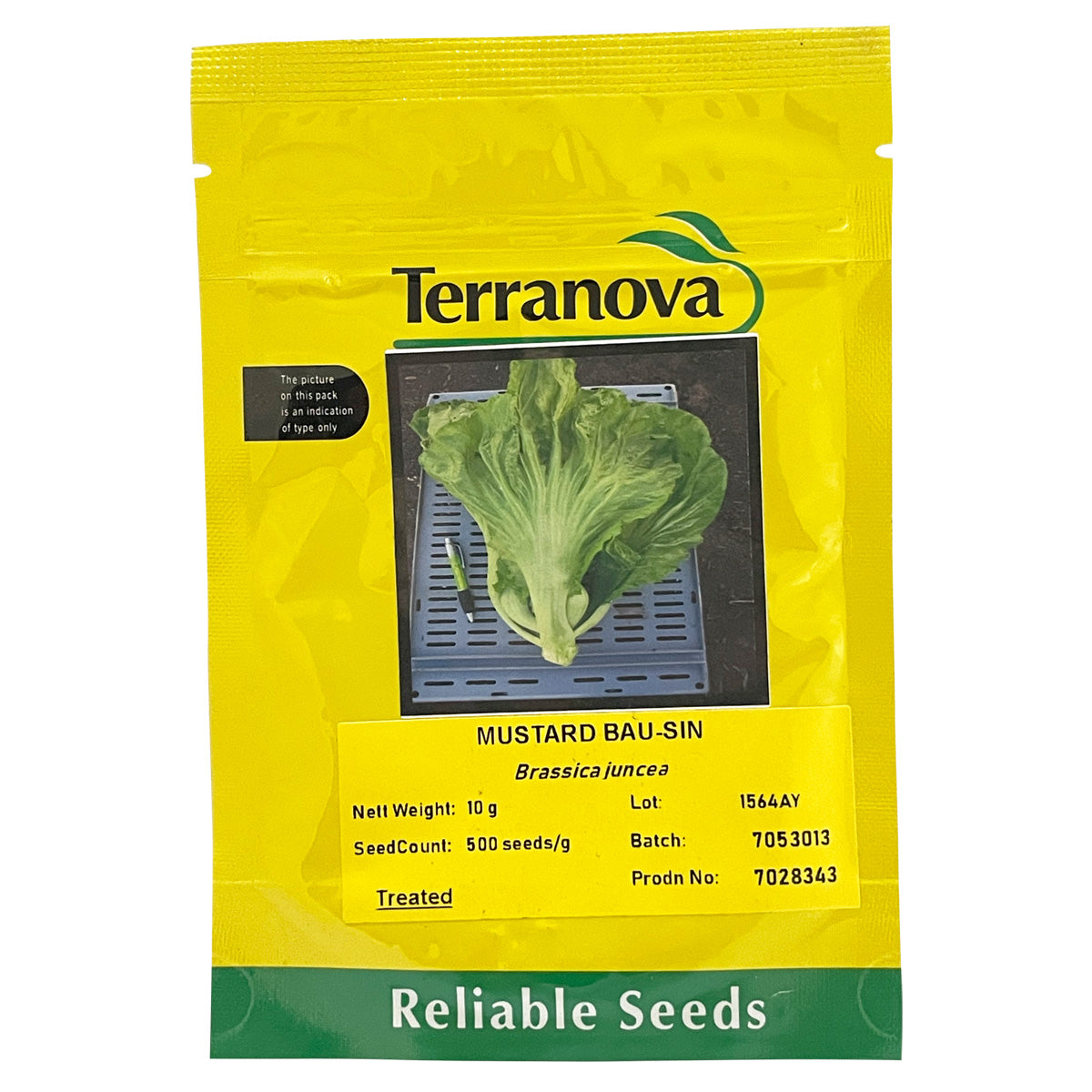 Terranova Mustard Bau Sin