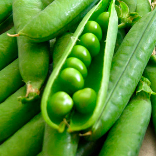 Terra Nova Peas - Greenfeast