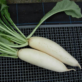 Terra Nova Radish - Everest Hybrid